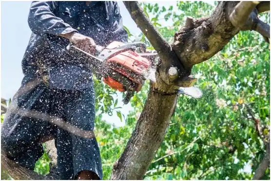 tree services Salem